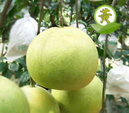 �i���~�j�¨��j�լc 10 ���