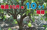 �c�R��i���~�j�¨��她§�� 10 + 1 ����e§�զX